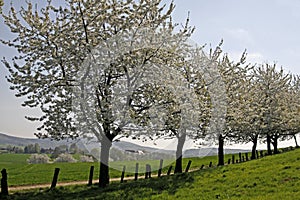 Cherry trees in spring, Lower Saxony, Germany