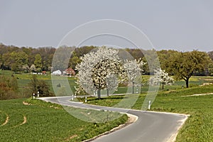 Cherry trees in spring in Saxony, Germany