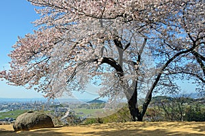 Cherry trees at the top of Amakashioka hill