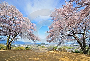 Cherry trees at the top of Amakashioka hill