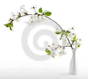 Cherry twig in bloom