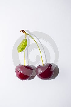 Cherry twig on isolated white background, close-up