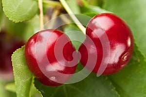 Cherry two