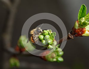 Cherry unfold flower buds and early bee photo