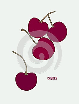 Cherry vector drawing set. hand drawn berry sketch vect