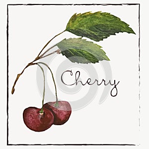 Cherry.Watercolor botanist illustration collection