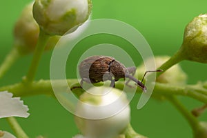Cherry weevil, Anthonomus rectirostris on bird cherry twig with a green background photo