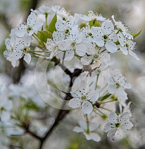 Cherry white blossum on tree