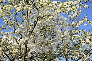 Cherry white flowers against blue sky