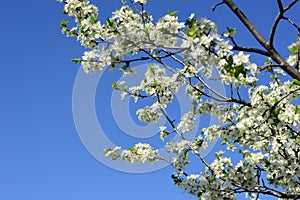 Cherry white flowers against blue sky