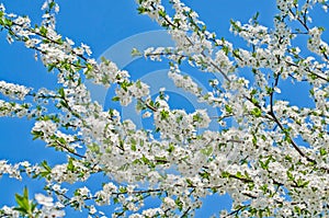 Cherry white flowers against blue sky. Plum blossom in full bloom. Spring flowering garden. Fruit tree branches. Blooming cherry