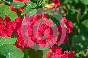 Cherry â€“rose colored Nasturtium `Jewel Cherry Rose` - Tropaeolum majus