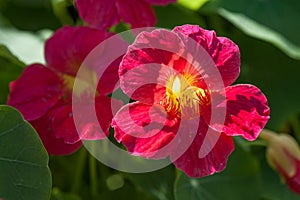 Cherry â€“rose colored Nasturtium `Jewel Cherry Rose` - Tropaeolum majus