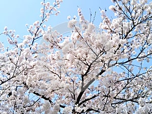 cherryblossom