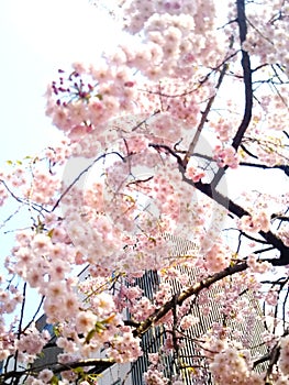 cherryblossom