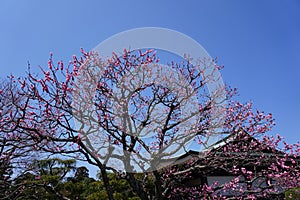 Cherryblossom flower