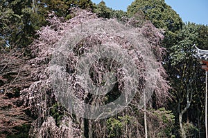 Cherryblossom flower