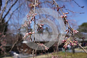 Cherryblossom flower