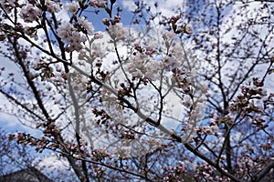 Cherryblossom flower