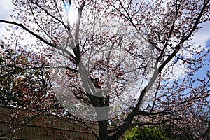 Cherryblossom flower