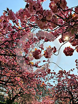 cherryblossom pink flower beautiful sunlight sunshine