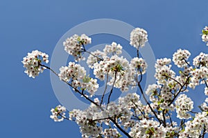 Cherryblossom in spring in the sun against a clear blue sky