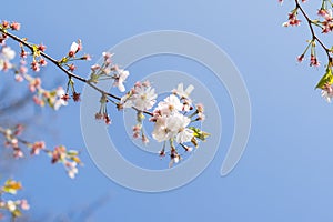 Cherryblossom in spring in the sun against a clear blue sky
