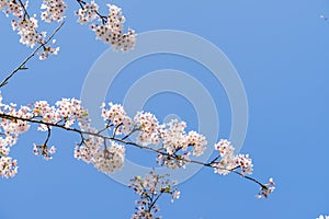 Cherryblossom in spring in the sun against a clear blue sky