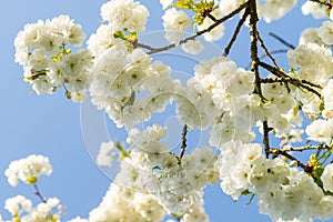 Cherryblossom in spring in the sun against a clear blue sky