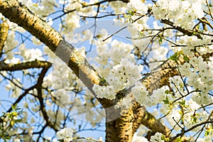 Cherryblossom in spring in the sun against a clear blue sky