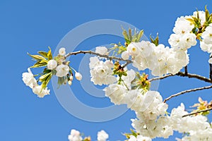 Cherryblossom in spring in the sun against a clear blue sky