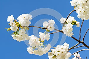 Cherryblossom in spring in the sun against a clear blue sky