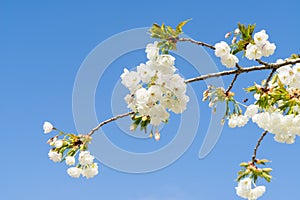 Cherryblossom in spring in the sun against a clear blue sky