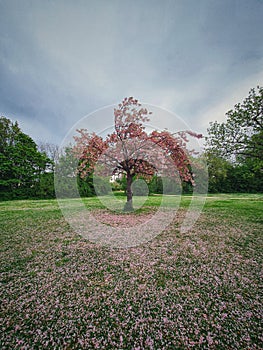 Cherryblossom tree