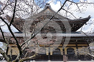 Cherryblossom tree in front of Japanese temple