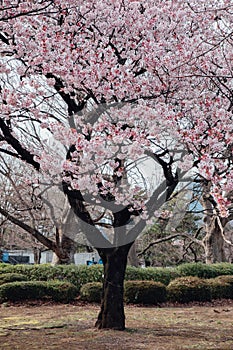 Cherryblossom tree at the park in Tokyo, Japan