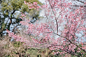 Cherryblossom tree at the park in Tokyo, Japan