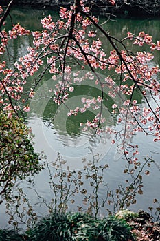 Cherryblossom tree with the reflection on the river