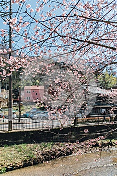 Cherryblossom tree with the river