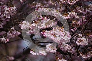 Cherryblossom tree in spring
