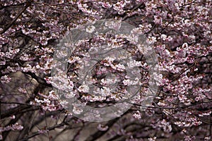 Cherryblossom tree in spring