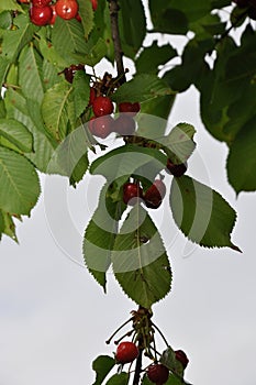 cherrys on cherry tree