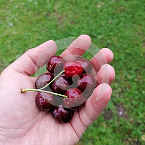 Cherrys in my hand from my tree