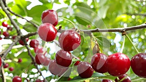 Cherrys on tree