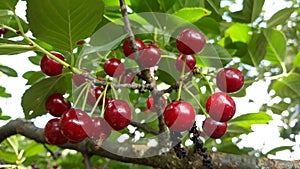 Cherrys on tree