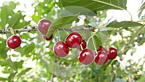 Cherrys on tree