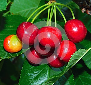 cherrys in the tree