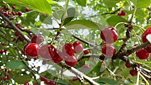 Cherrys on tree