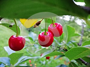 Cherrys on tree