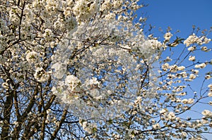 Cherrytree blooming